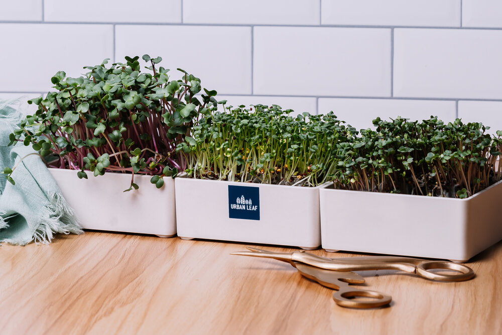 Brand Growth | Urban Leaf